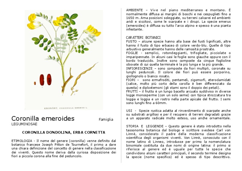 coronilla_emeroides.pdf