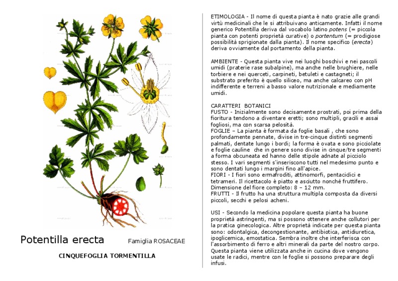 Potentilla_erecta.pdf.pdf
