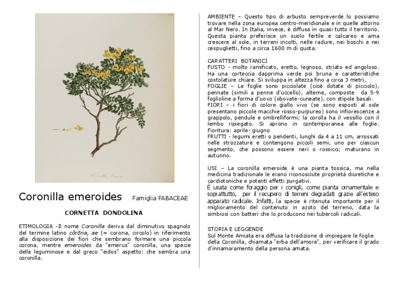 Coronilla emeroides.pdf