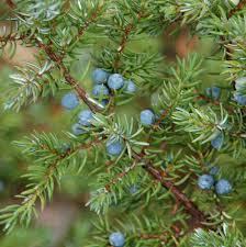 Juniperus_communis_2.jpg