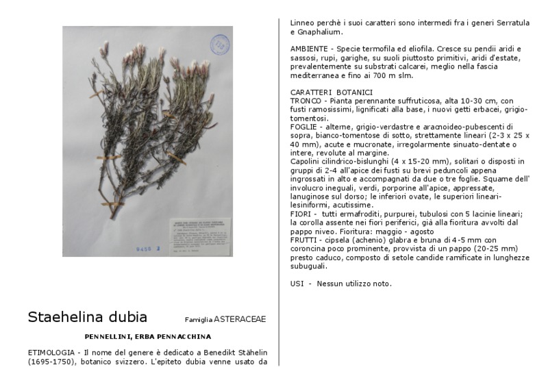 Staehelina_dubia.pdf