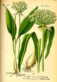 Allium_ ursinum_1.jpg