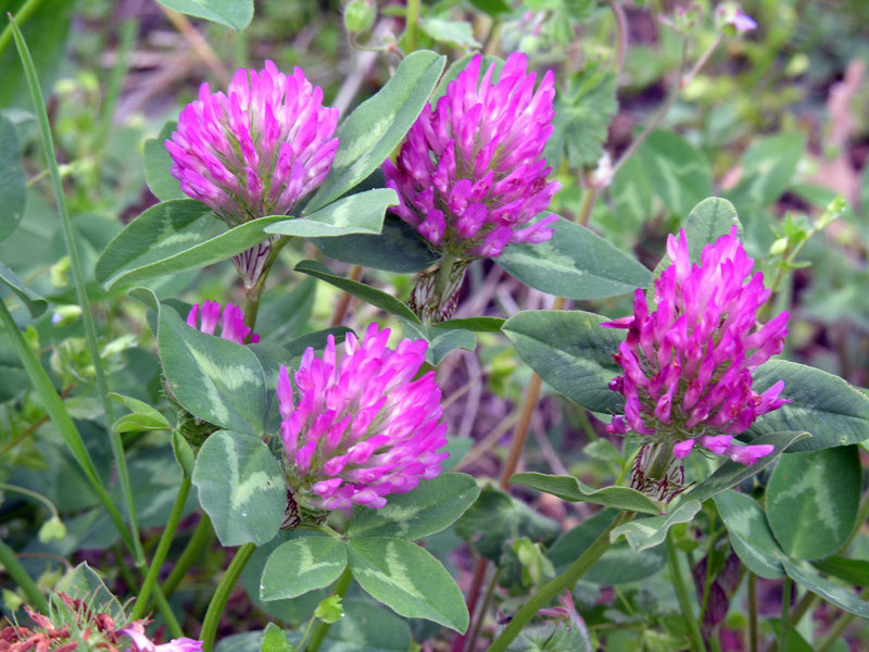 Trifolium_pratense_1.jpg