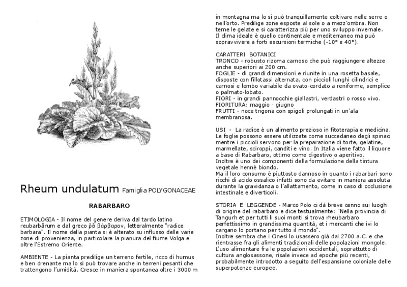 Rheum_undulatum.pdf