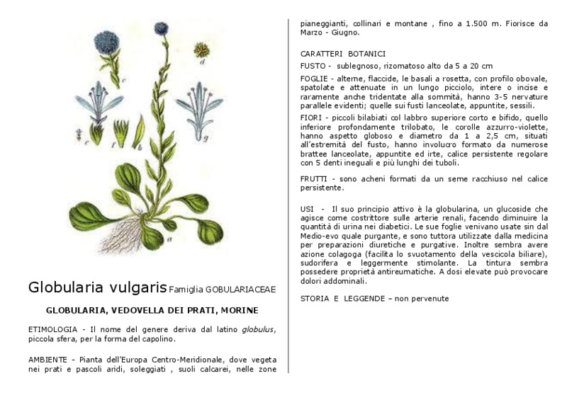 Globularia_vulgaris.pdf