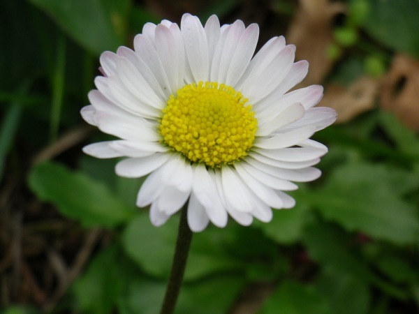 bellis_perennis_2.jpg