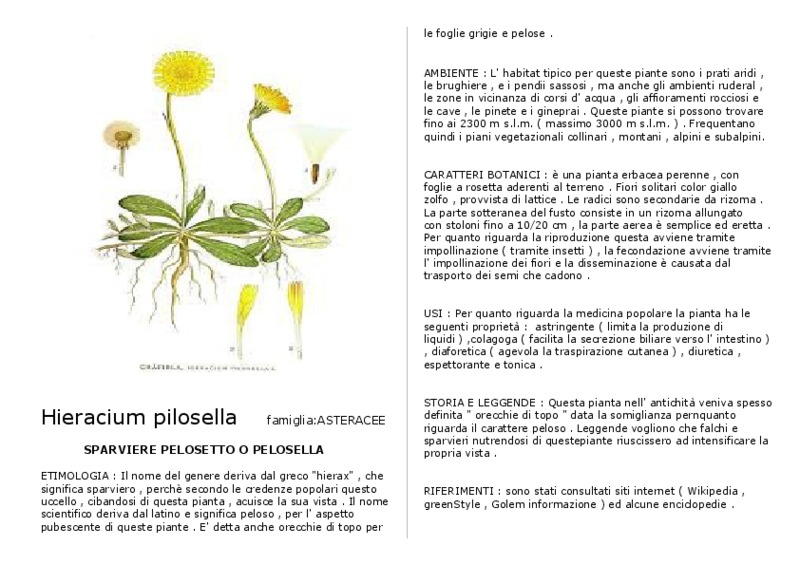 Hieracium_pilosella.pdf.pdf
