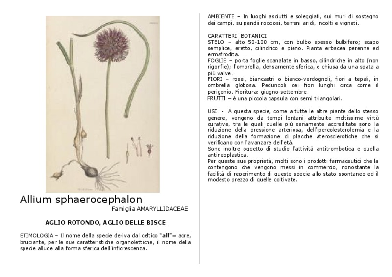Allium_sphaerocephalon.pdf