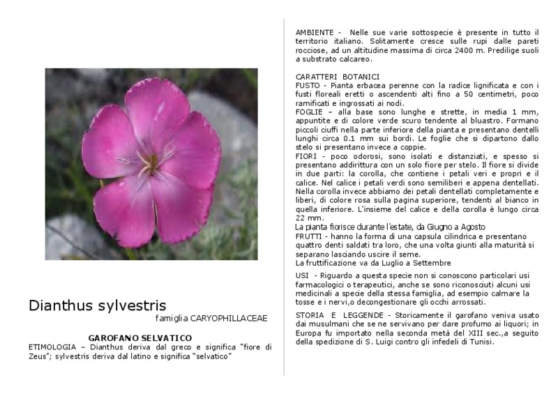 Dianthus sylvestris.pdf