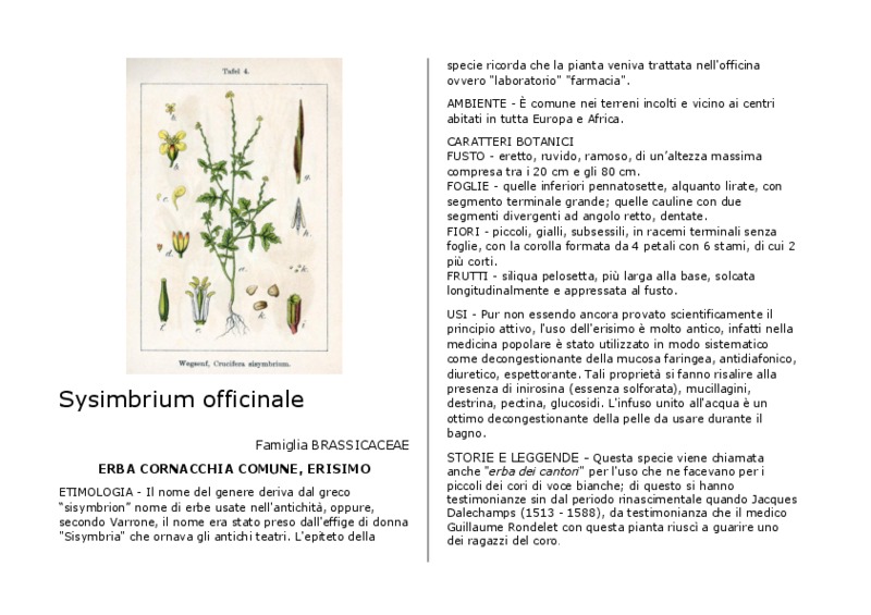 Sysimbrium_officinale.pdf