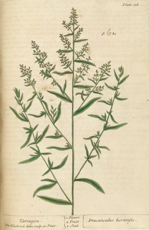 Artemisia_dracunculus_1.jpg