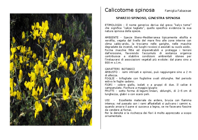 Calicotome_spinosa.pdf