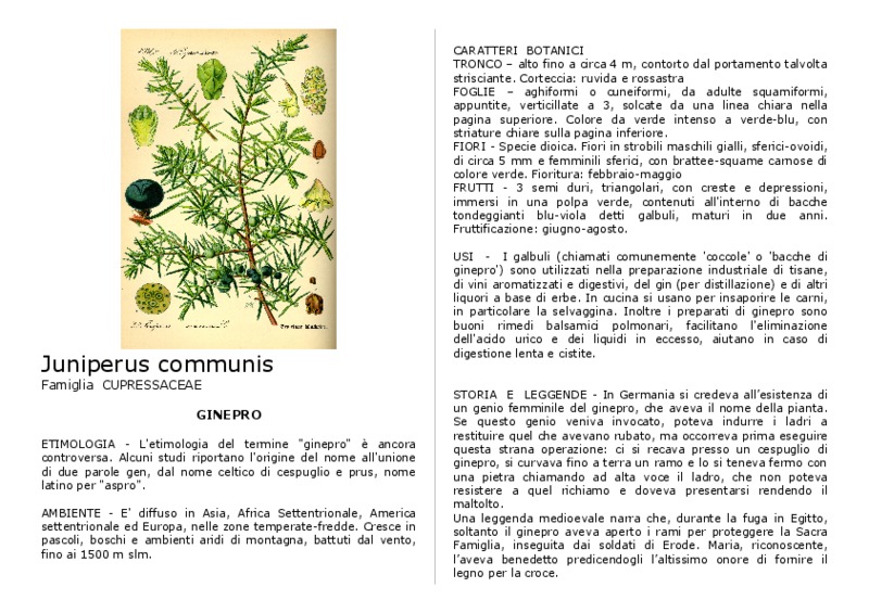 Juniperus_communis.pdf