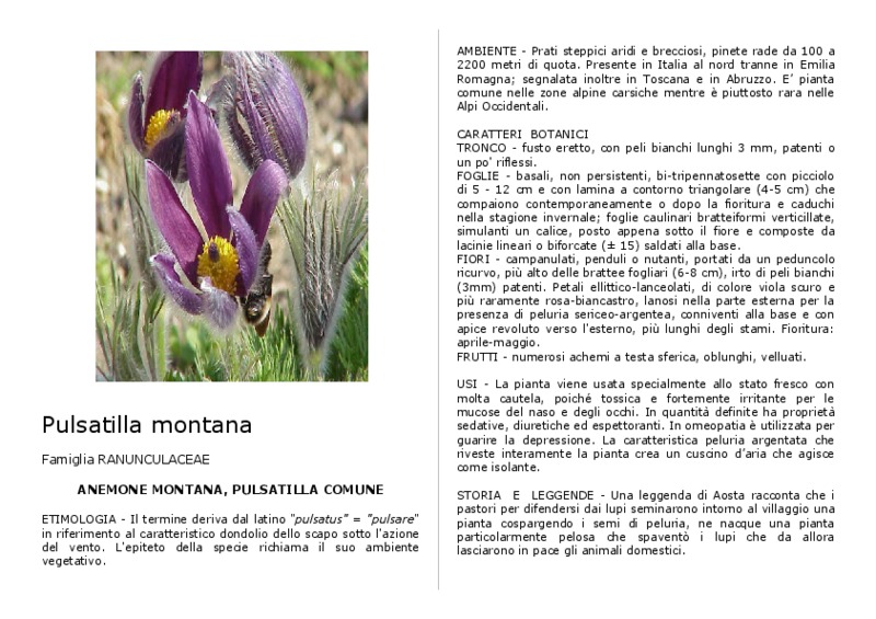 Pulsatilla_montana.pdf