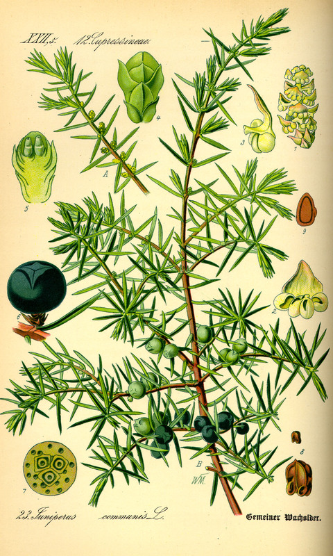 Juniperus_communis_1.jpg