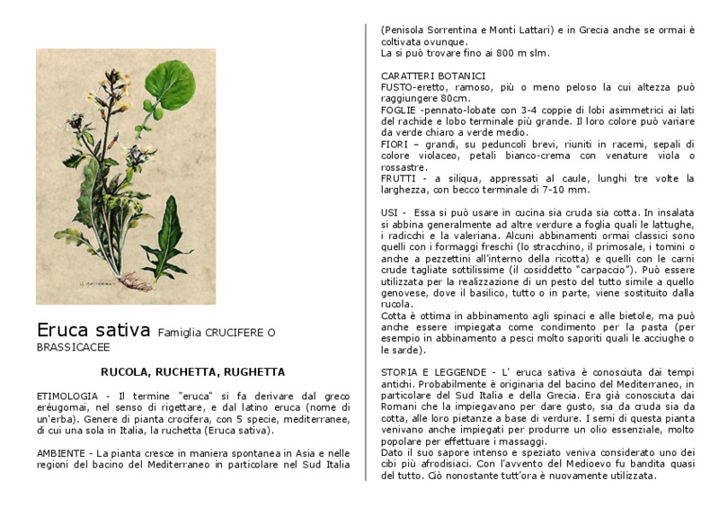Eruca_sativa.pdf