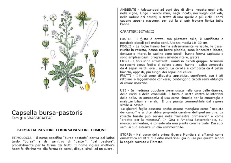 Capsella_bursa-pastoris.pdf