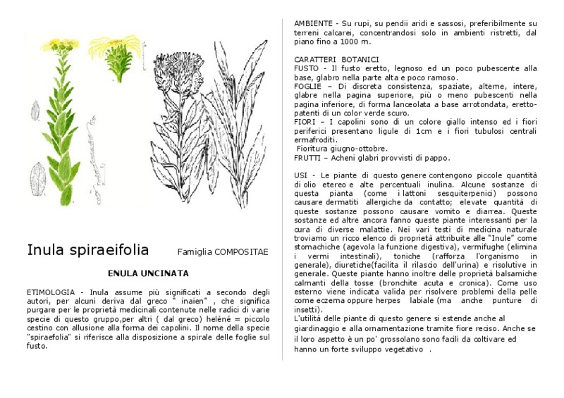 Inula_spiraeifolia.pdf