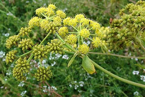 levisticum_officinale_2.jpg