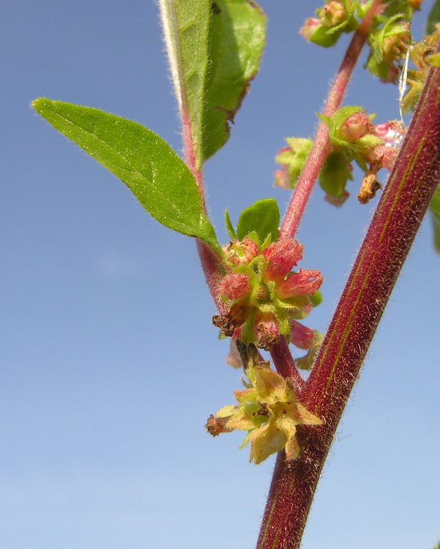 Parietaria_officinalis_2.jpg