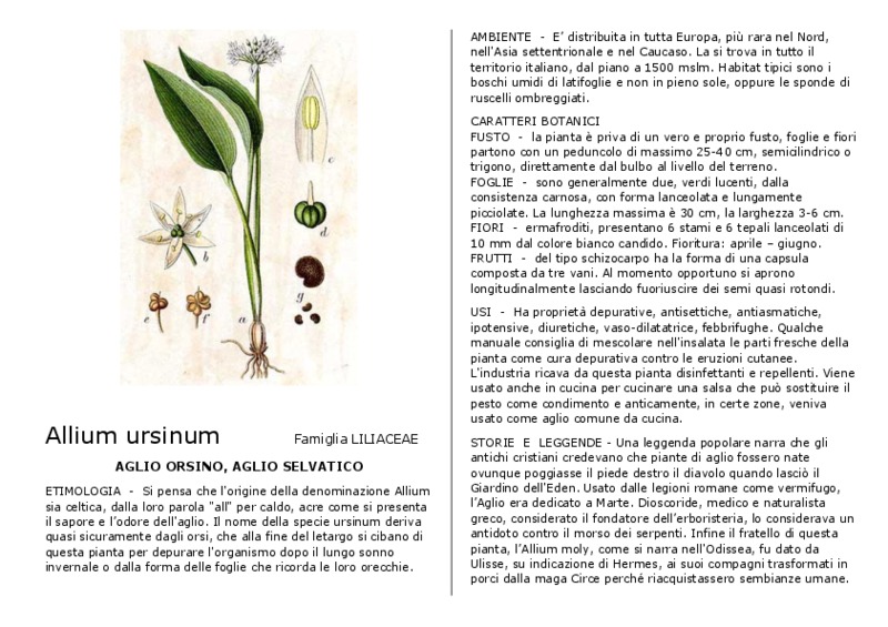 Allium_ursinum.pdf