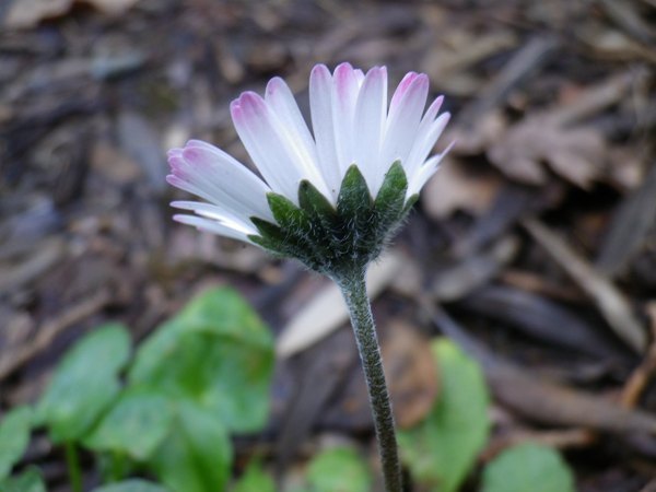 bellis_perennis_3.jpg