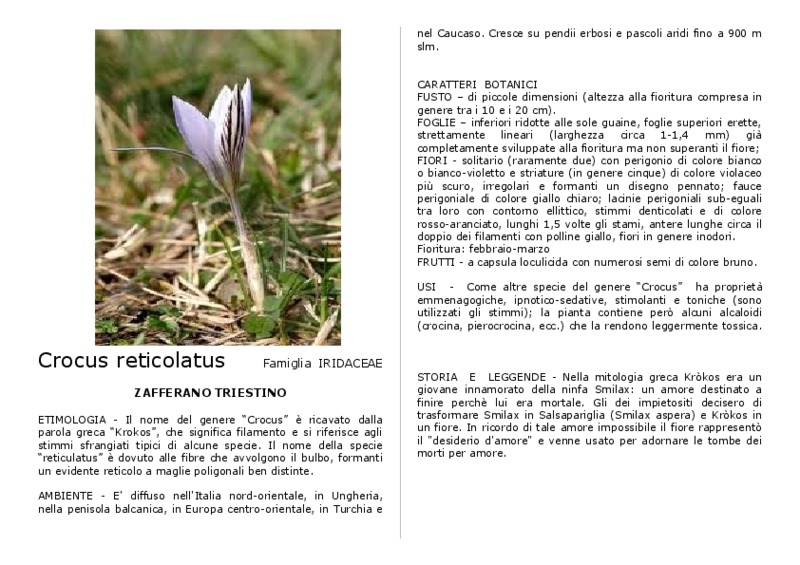 Crocus_reticolatus.pdf