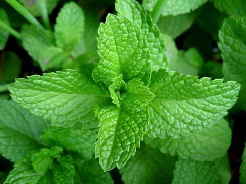 Mentha_piperita_1.jpg