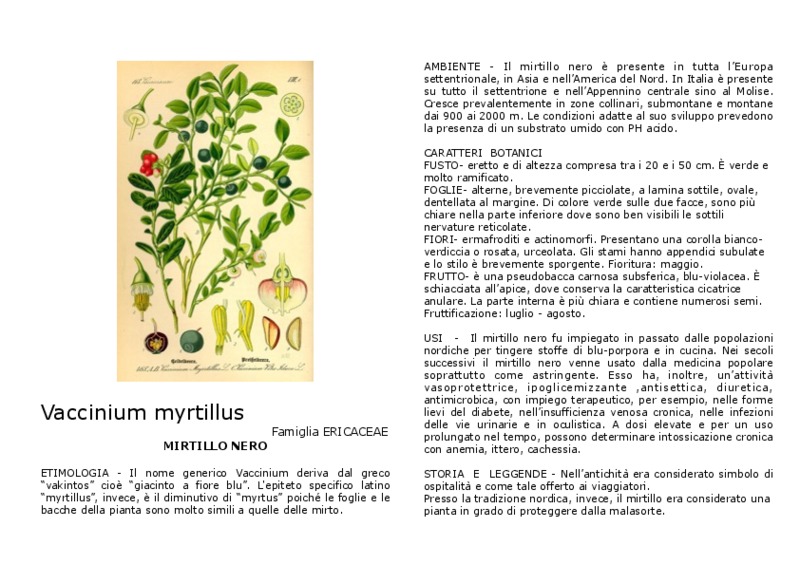 Vaccinium_myrtillus.pdf
