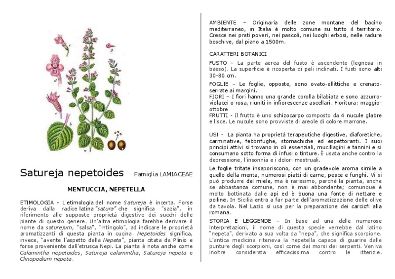 Satureja_nepetoides.pdf