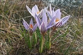 Crocus_reticolatus_1.jpg