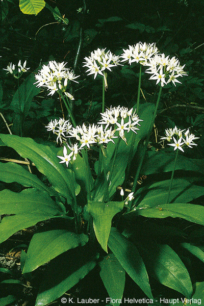 Allium_ursinum_3.jpg