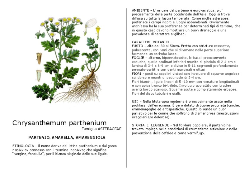 Chrysanthemum_parthenium.pdf
