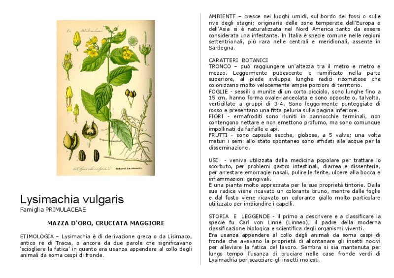 Lysimachia_vulgaris.pdf