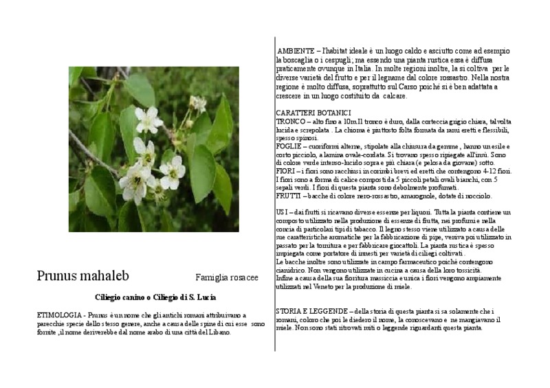 Prunus_mahaleb.pdf