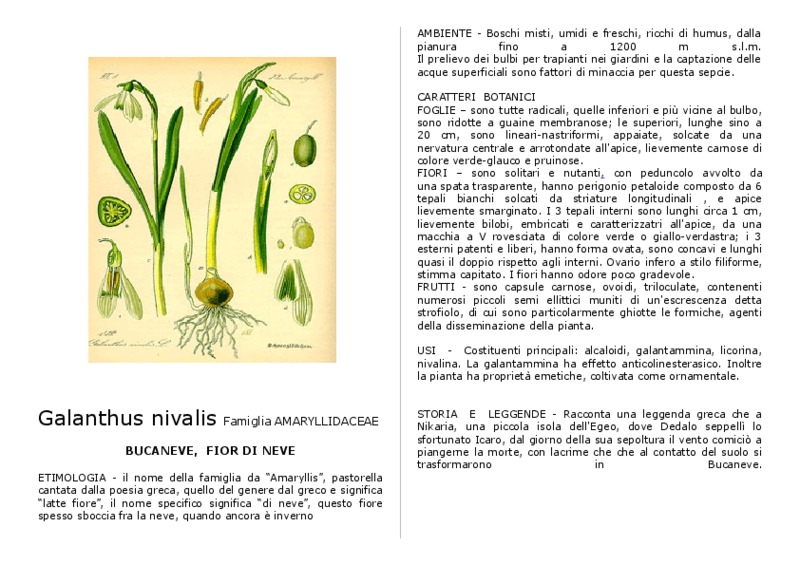 Galanthus_nivalis.pdf