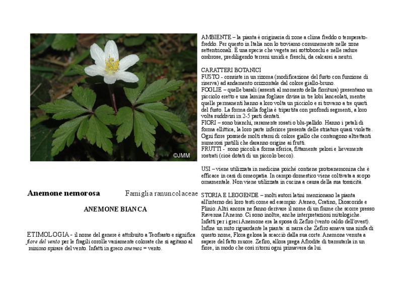 Anemone_nemorosa.pdf