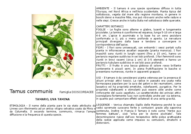 Tamus_communis.pdf