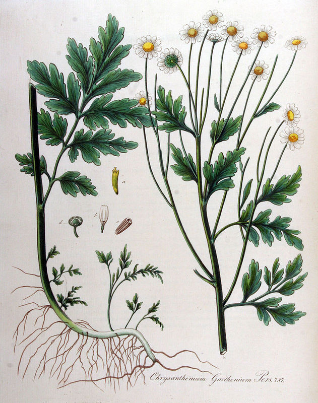 Chrysanthemum_parthenium_3.jpg