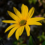 Helianthus_tuberosus n2.jpg