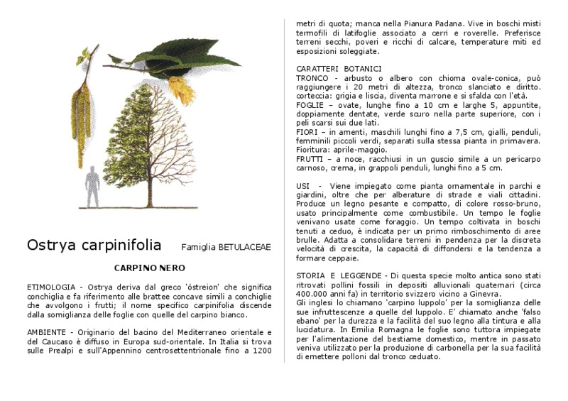 Ostrya_carpinifolia.pdf