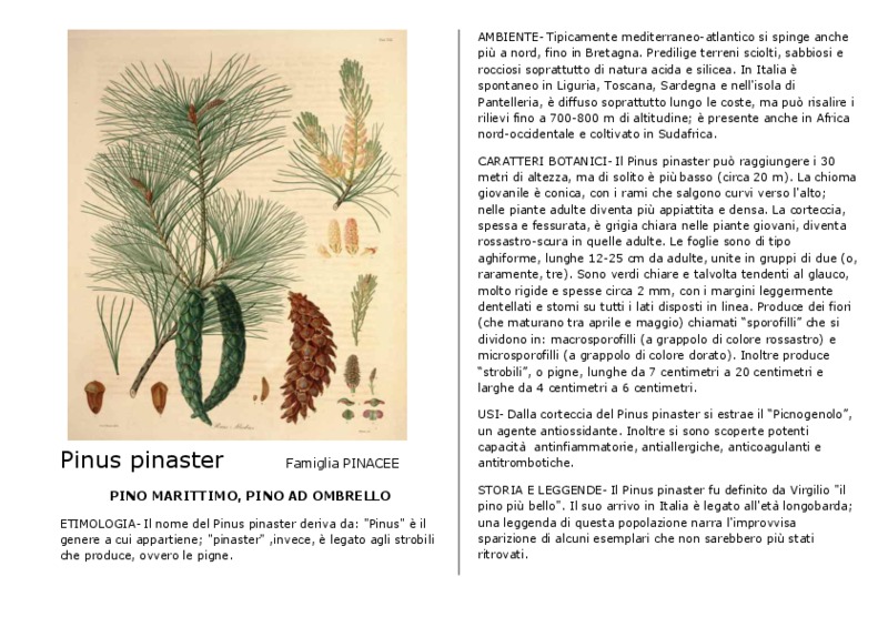 Pinus_pinaster.pdf