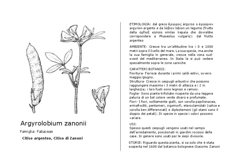 Argyrolobium_zanonii.pdf