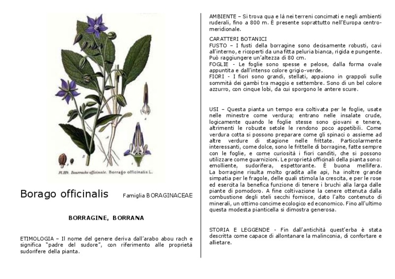 Borago_officinalis.pdf