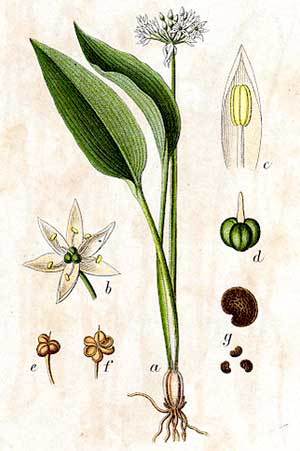 Allium_ursinum_2.jpg