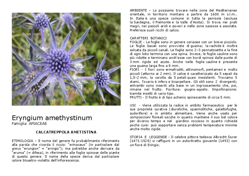 Eryngium_amethystinum.pdf