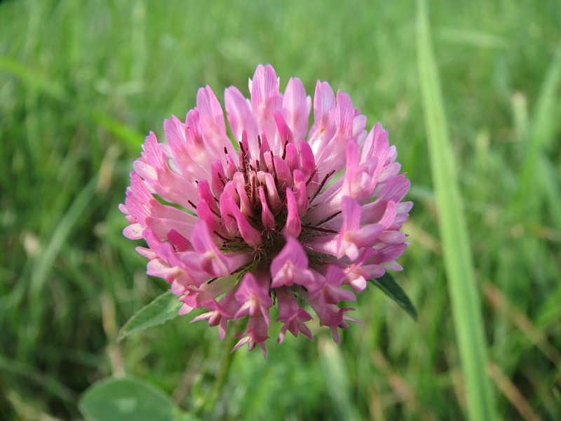 Trifolium_pratense_2.jpg