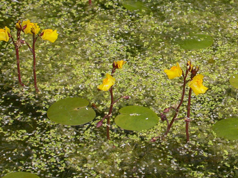 Utricularia_vulgaris_3.jpg
