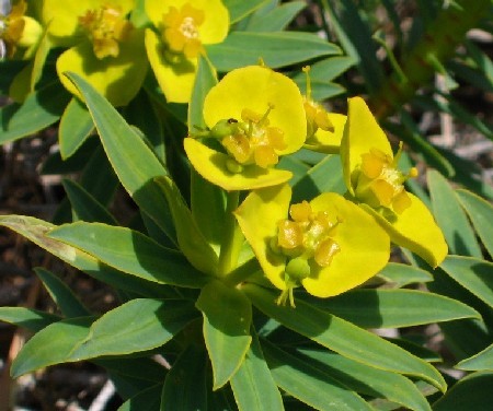 Euphorbia_dendroides.1.jpg