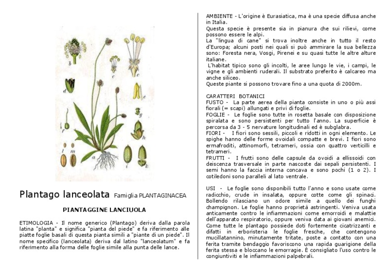 Plantago_lanceolata.pdf